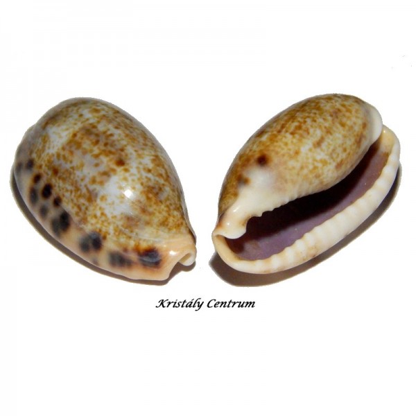 Cypraea caurica