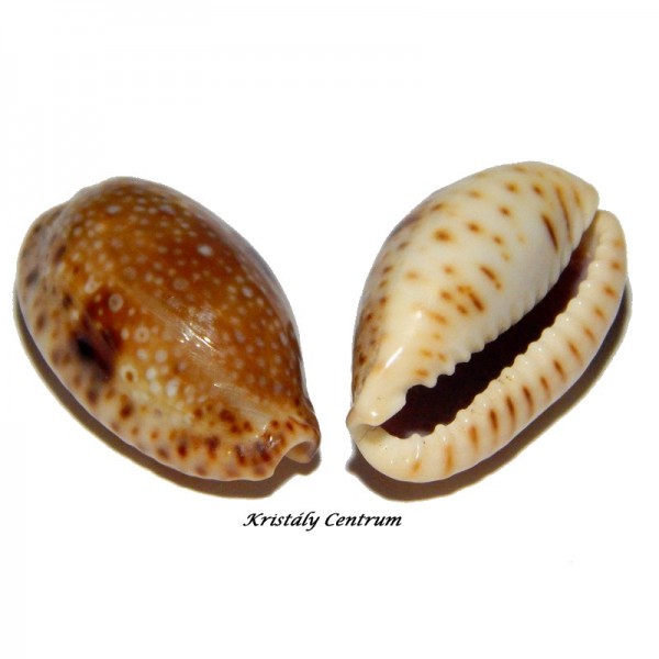 Cypraea nebrites 