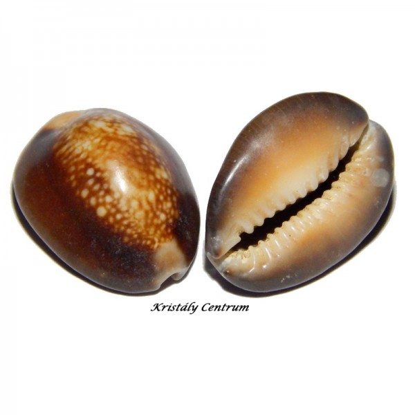 Cypraea caputserpentis - Kígyófej kauri